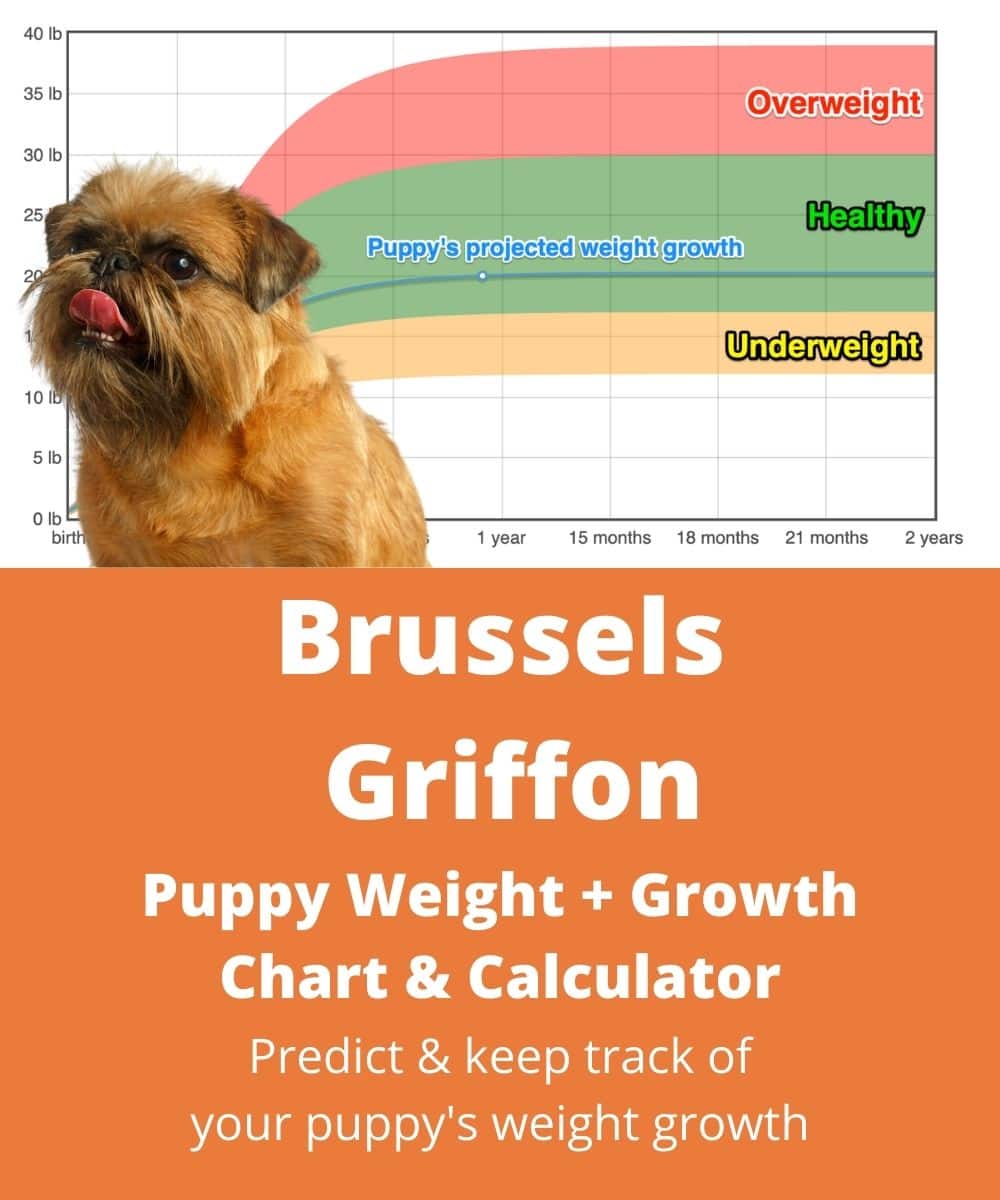 griffon-bruxellois Puppy Weight Growth Chart